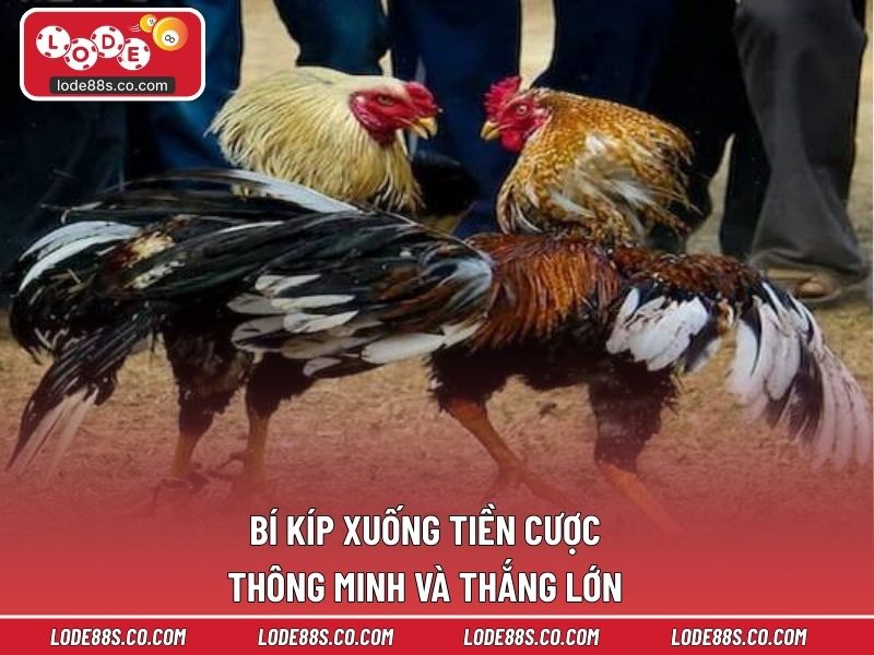Bí kíp xuống tiền cược thông minh và thắng lớn