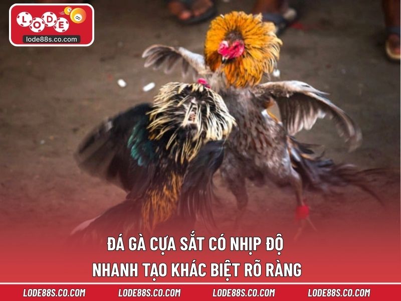 Đá gà cựa sắt có nhịp độ nhanh tạo khác biệt rõ ràng