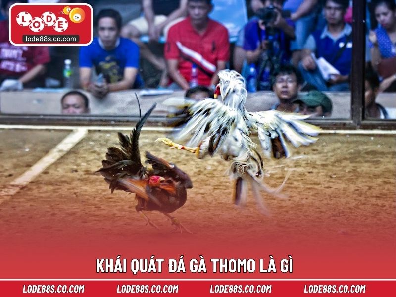 Khái quát đá gà thomo là gì
