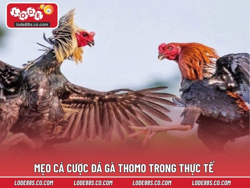 Mẹo cá cược đá gà thomo trong thực tế