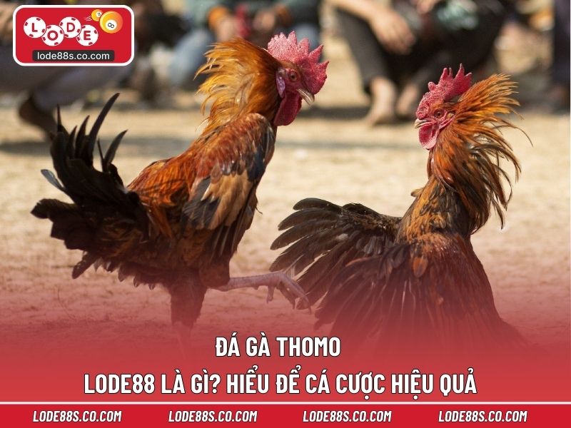 Đá Gà Thomo Là Gì? Hiểu Để Cá Cược Hiệu Quả Trên LODE88